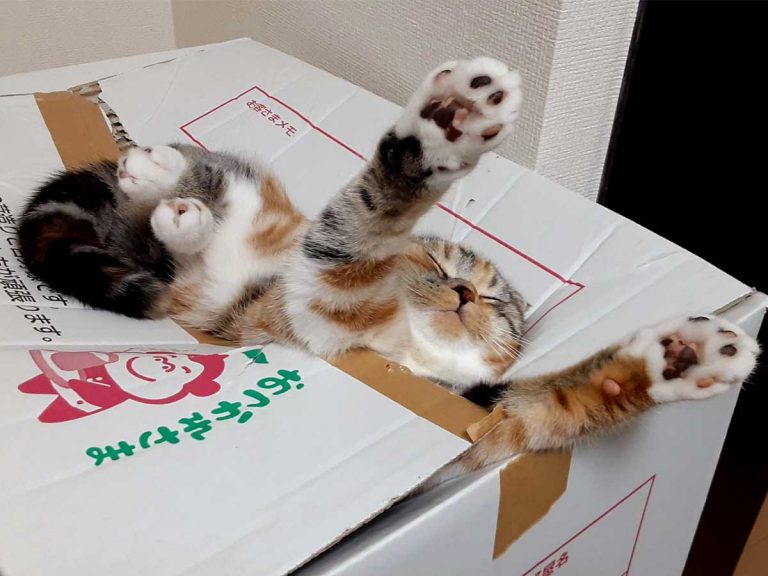 Japanese cat’s bizarre sleeping pose wins admirers on Twitter who wonder how she sleeps so soundly