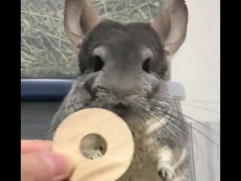Chinchilla in Japan has adorably dramatic way of saying he’s not interested in something