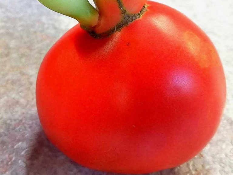 These unusually-shaped Japanese tomatoes may give you second thoughts about eating them