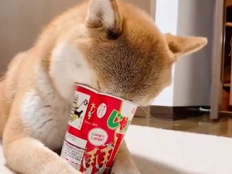 One of Japan’s most popular snacks is the perfect fit for this hungry shiba’s snout