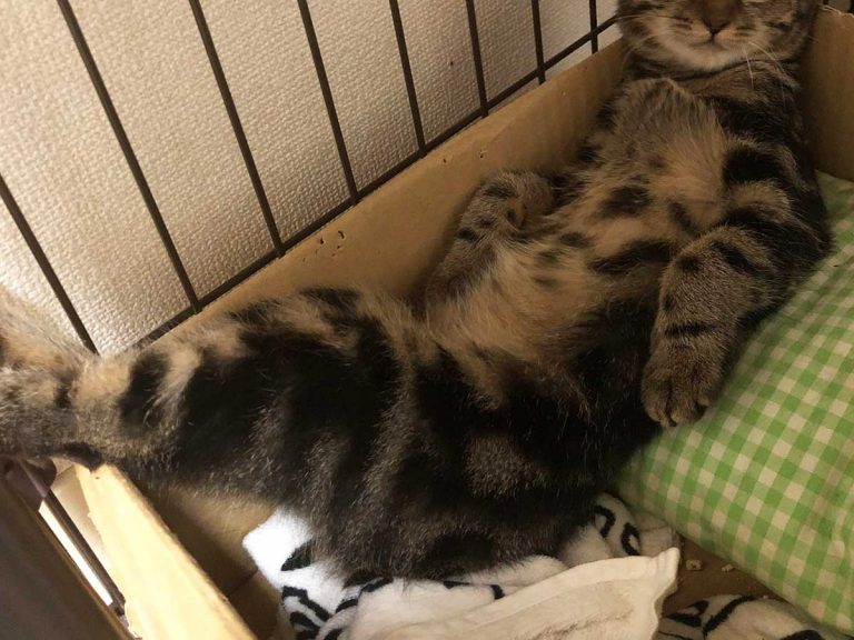 After quake, Kanto resident takes 4 hours to get home only to find their cat in this hilarious pose
