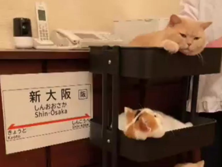 We’ll take the lot!: Japanese cat owner stocks train snack wagon with irresistible goods in viral video