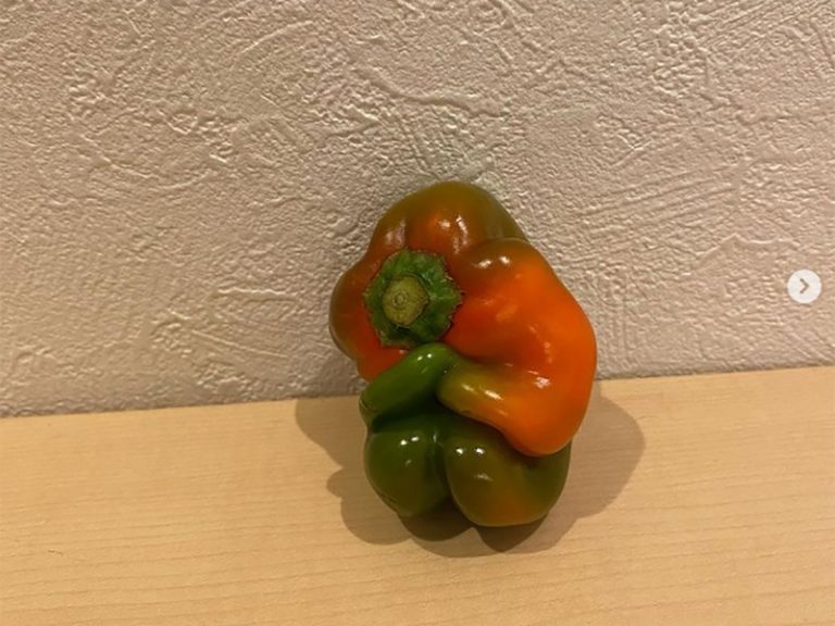 Green pepper found by Japanese Instragrammer looks like it needs a coat or a cuddle