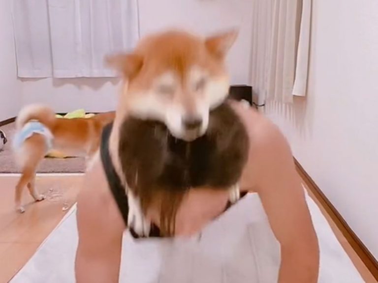 Adorable video shows that Shiba inu make the cutest workout buddies as owner does push up routine