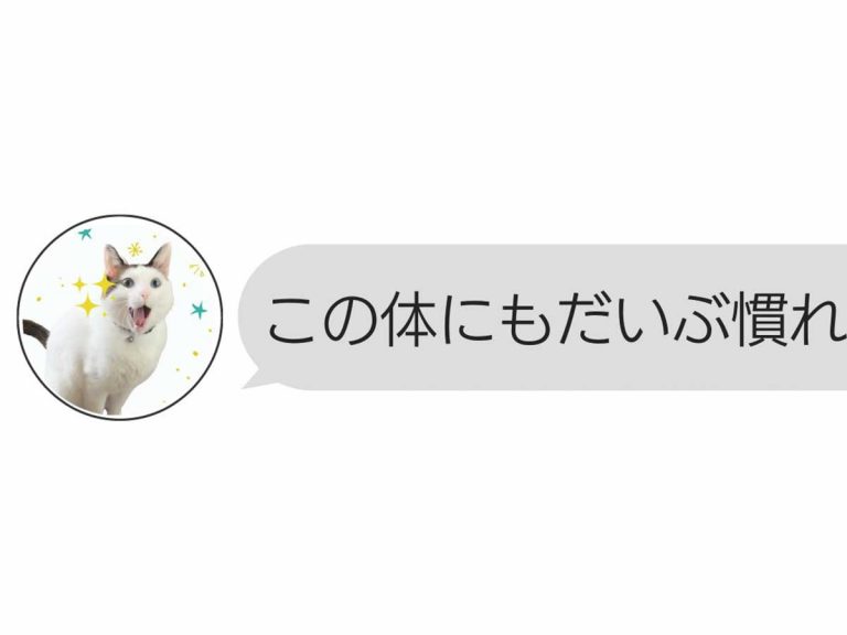 Japanese cat owner can’t look at pet the same way after meow translator app takes a creepy turn