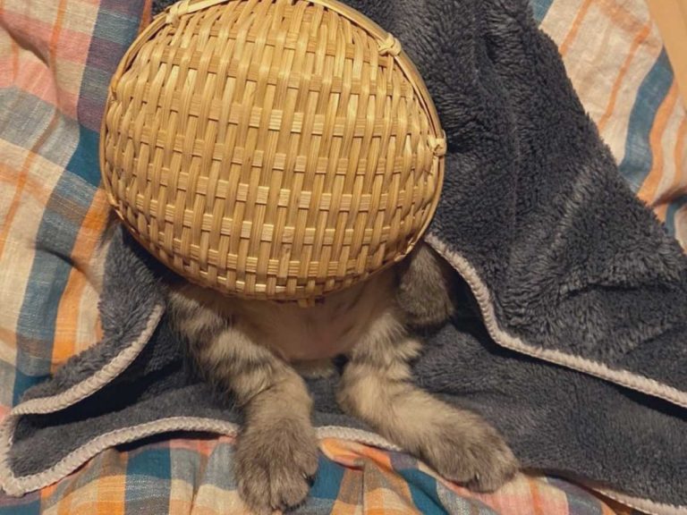 Blanket and bamboo basket turns sleeping cat into mini feline samurai