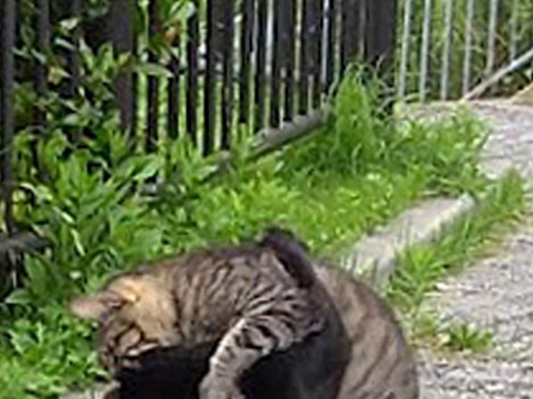 Well-timed shot of cats in epic midair battle shows how impressive and silly felines can be at the same time