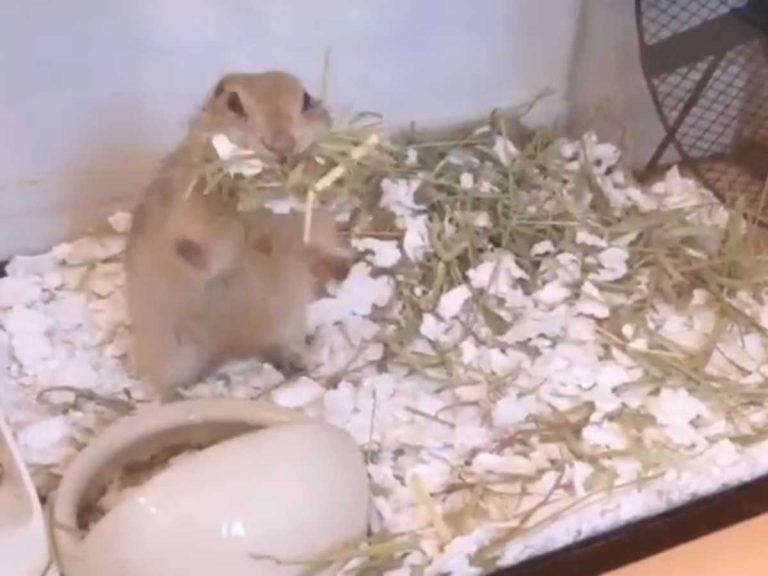 Richardson’s ground squirrel gives itself a round of applause after nailing backflip