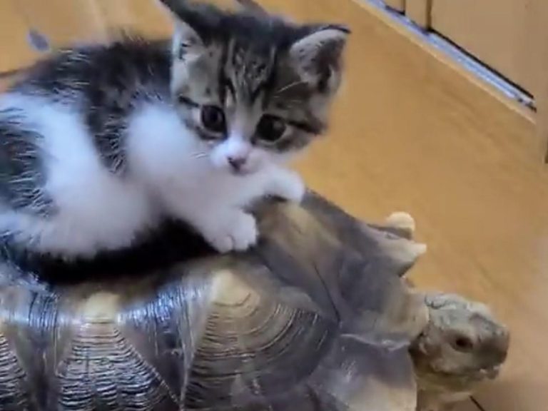 Adorable kitten in Japan rides his tortoise taxi everywhere