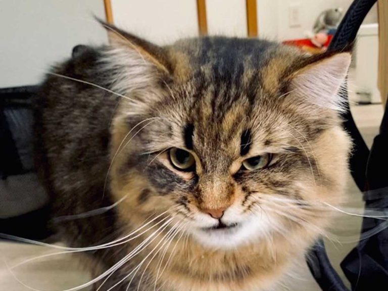 Japanese Twitter can’t believe this expressive cat is the same feline in all three shots