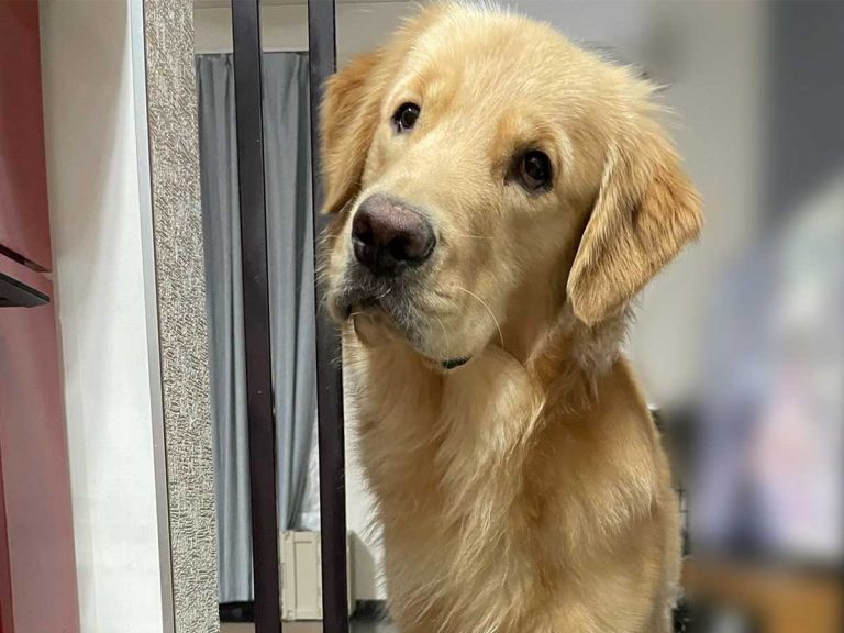 Resourceful golden retriever in Japan finds clever way to bypass kitchen no-entry rule