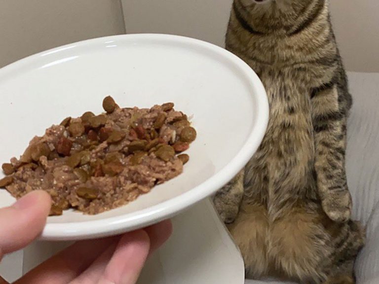 Cat in Japan has quite the terrifying yawn when woken up for food