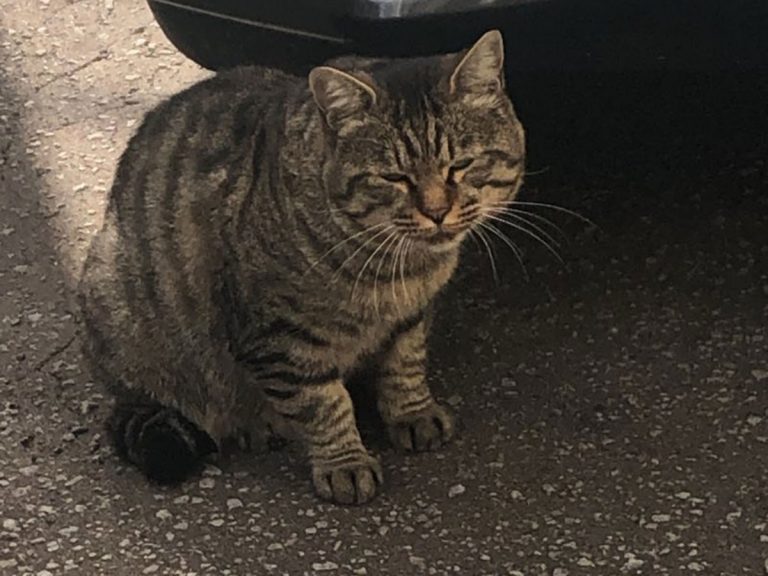 Japanese Twitter user worried about cat’s constant weight fluctuation of neighborhood cat gets adorable relief