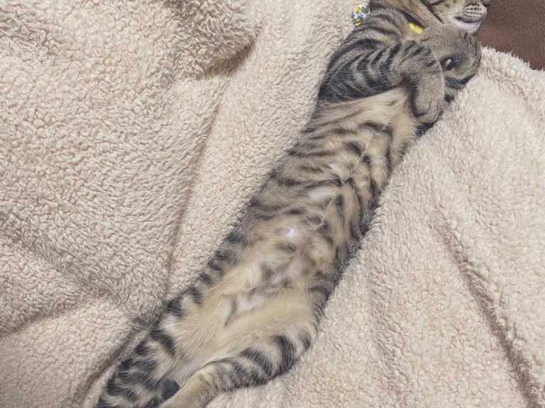 Japanese cat owner discovers you can reveal your own ‘long cat’ with a heater