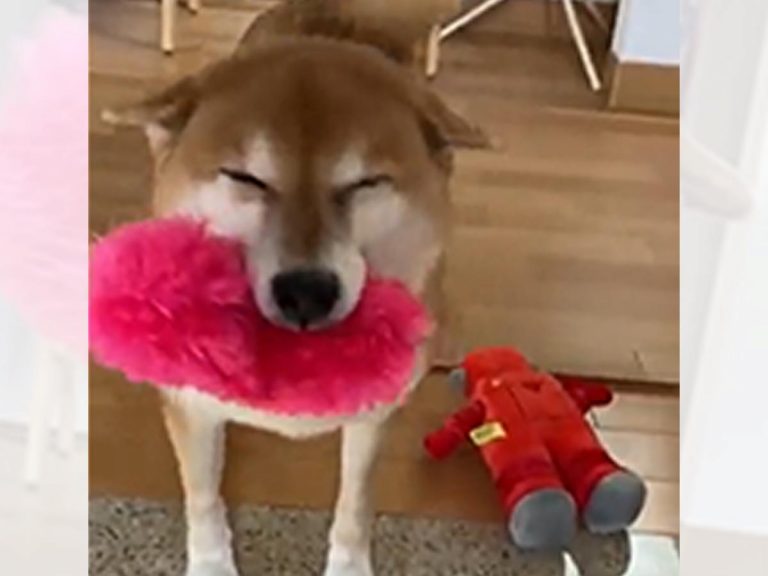 Incredibly happy shiba greets her owner with gigantic smile and presents everytime they come home