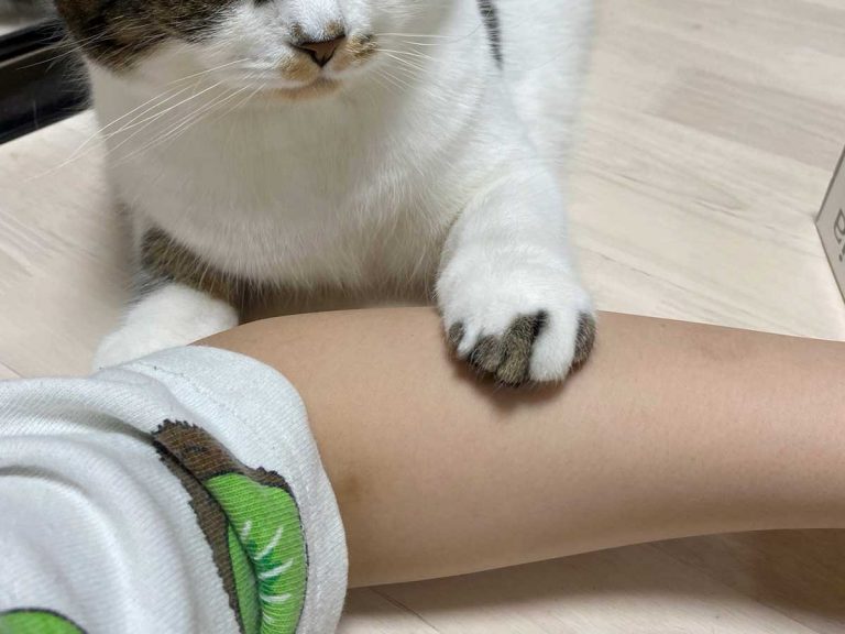 Cat relents in cutest way after owner shuts down his attempts at stealing food