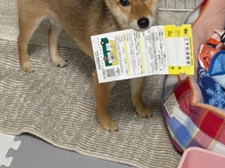 Kind-hearted shiba inu in Japan makes sure his human gets a failed-to-deliver notice