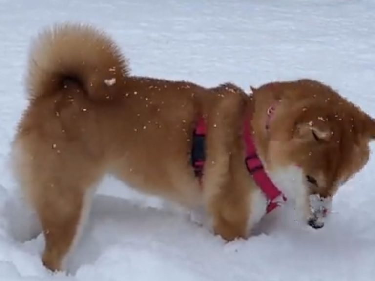 Shiba inu’s reaction to deep snow is too cute to believe in viral video taken by Japanese owner