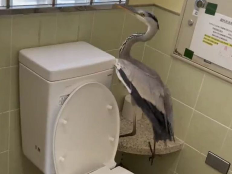 Unexpected feathered friend causes light scare in Japanese public restroom