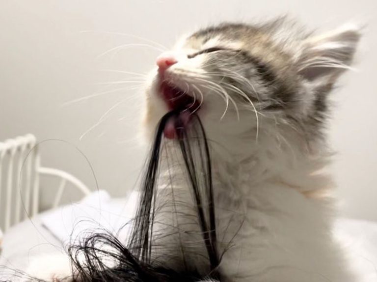 Cat in Japan ensures their owner has just as well-groomed hair as they do