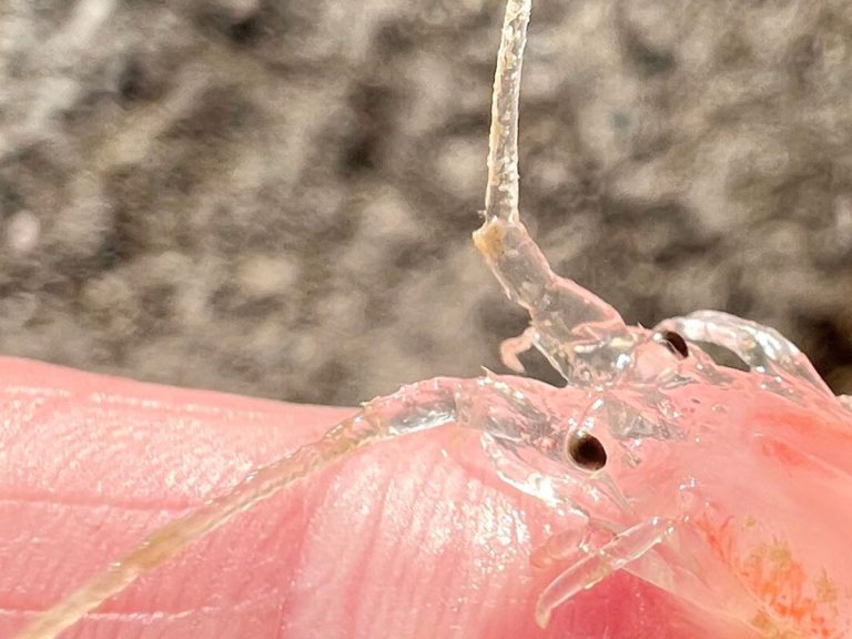 Baby lobster’s unexpected cute form captivates Japanese Twitter