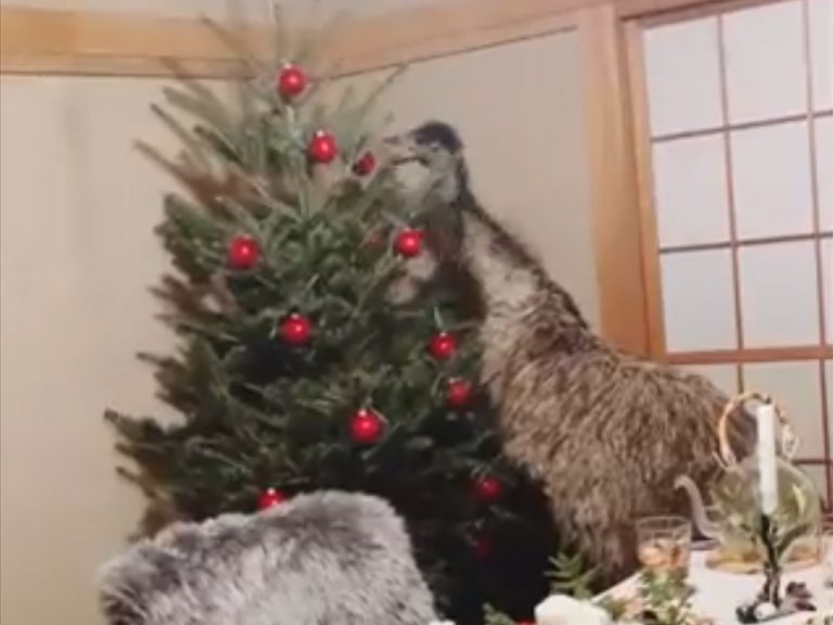 Is this the early bird special? Unconventional Christmas dinner guest in Japan goes viral