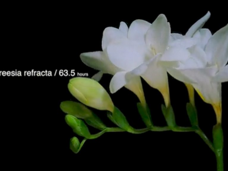 “Bloom Dance”: Captivating 4K flower timelapse video is Japanese artist’s 30-month labor of love