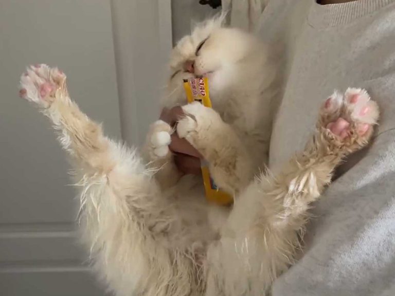 Japanese cat reclining with a snack and drying off after a bath is living her best life in adorable video