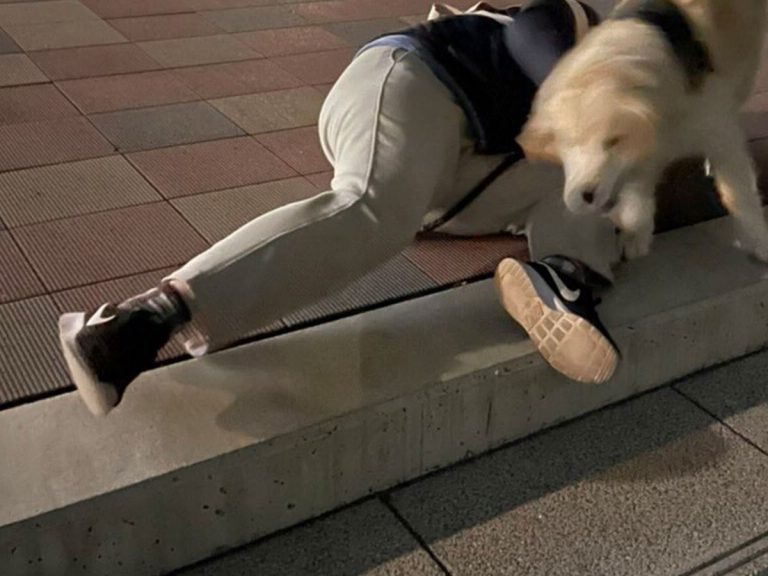 Dog’s unexpected reaction to owner slipping on stairs has Japanese Twitter in stitches