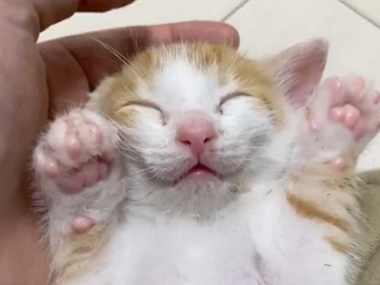 Japanese rescue cat sleeping on someone’s lap has the happiest expression you’ve ever seen