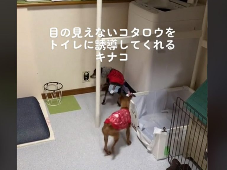 Heartwarming viral video shows a dog’s kindness toward her blind housemate