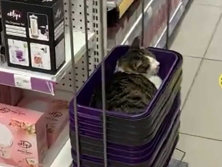 Japanese tourist goes without shopping basket after finding it occupied by sleeping Turkish cat