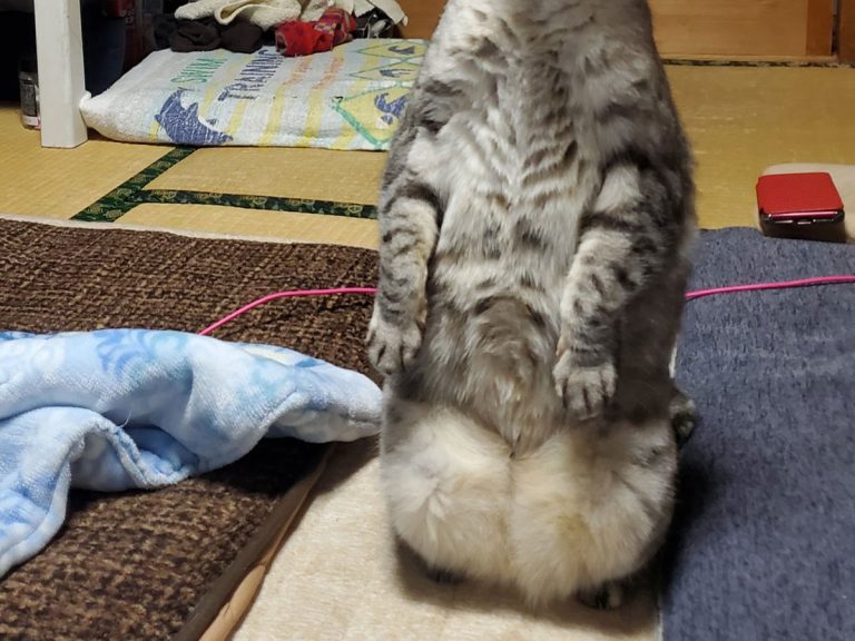 Housecat adopts formal but adorably bizarre posture and expression when confronted with a stray