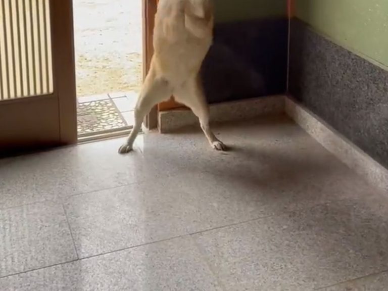 Shiba inu in Japan has most adorable “let me in” dance