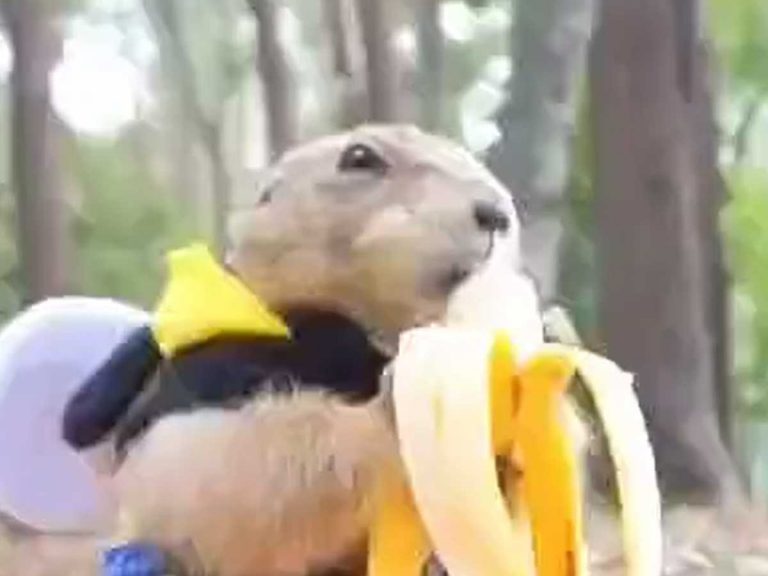 Prairie dog in Japan is very much not a fan of having their meals interrupted
