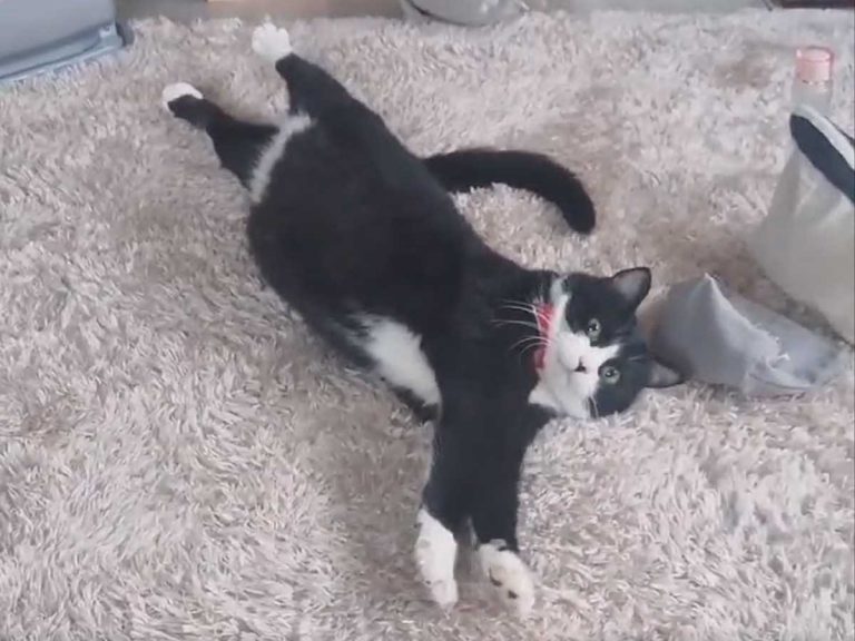 Japanese cat’s reaction to being called by owner is so weird but still adorable