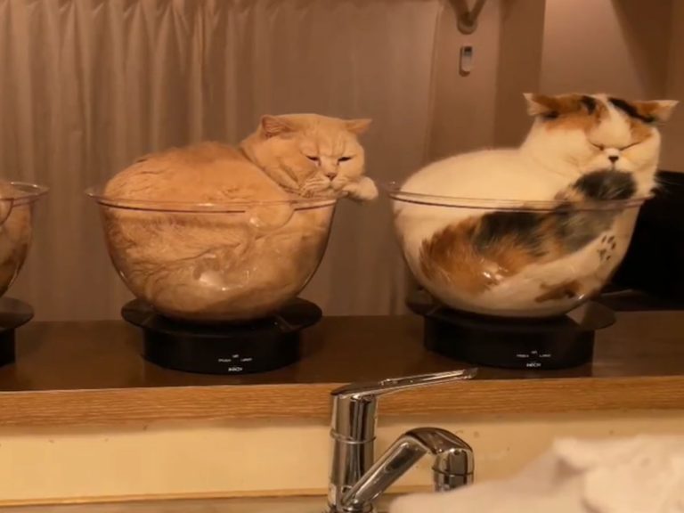 Clever cat owner living with very attached kitties spins adorable system to do dishes in peace