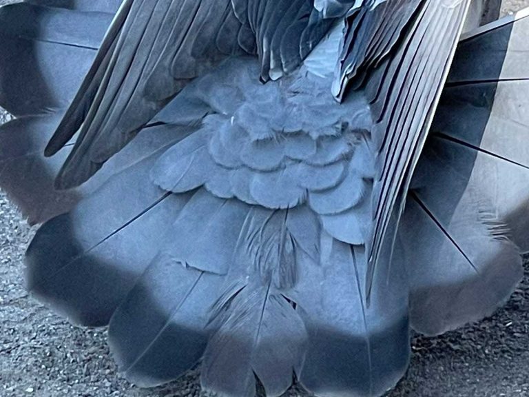 Hidden beauty of a pigeon’s wings revealed in viral photo snapped in Japan
