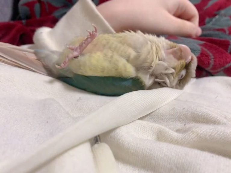 Slumbering pet parakeet in Japan has complete trust in its human [Video]