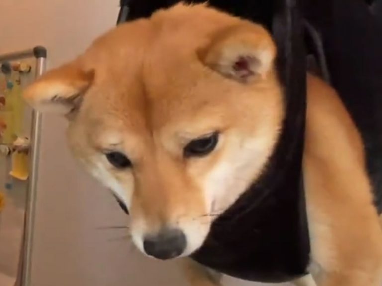 Dog owner finds perfect trick for cutting uncooperative mini shiba inu’s nails