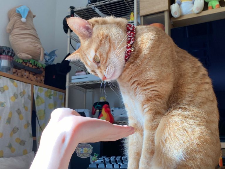 Cat in Japan has the greatest response to owner asking to hold their paw