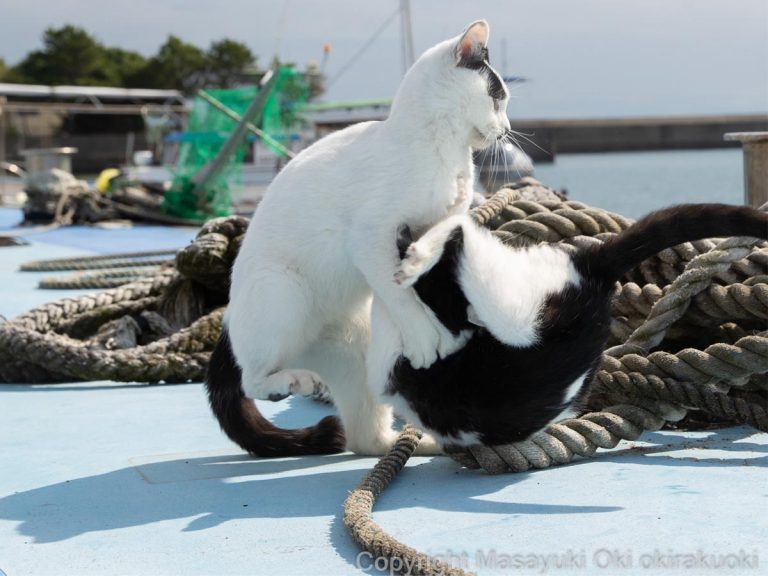This is what a finishing move looks like in Japanese cat wrestling