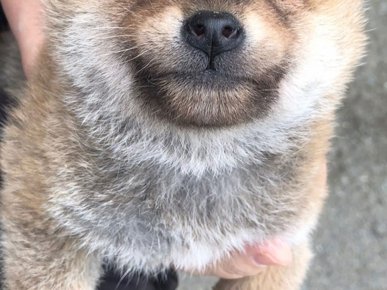 Shiba inu puppy has the most adorable reaction to seeing the fun for the first time