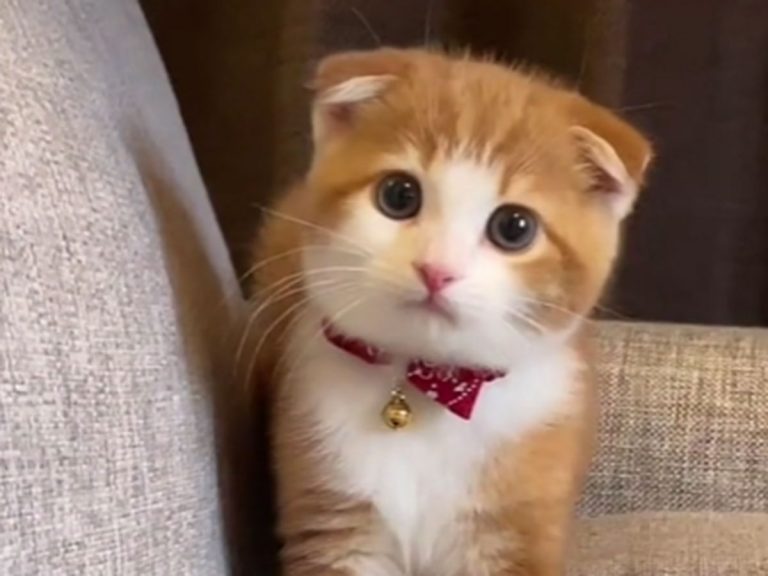 Scottish fold kitten’s cute reaction to being filmed makes for an adorable POV video