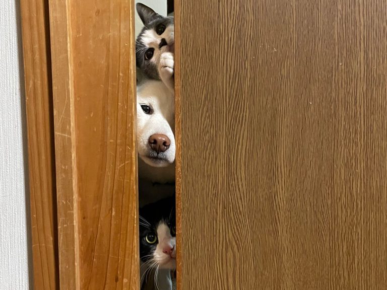 Household pets adorably recreate The Shining at owner’s dinner time