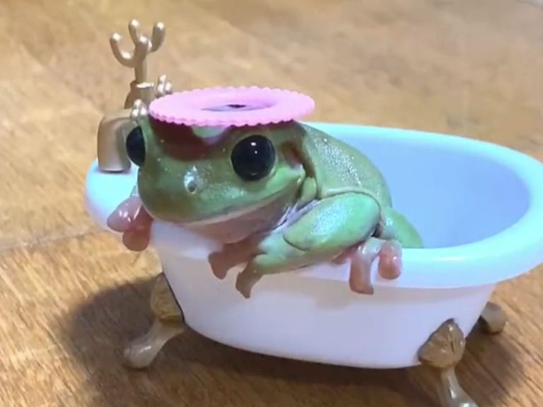 Tiny frog declares an adorably decisive end to his miniature bath