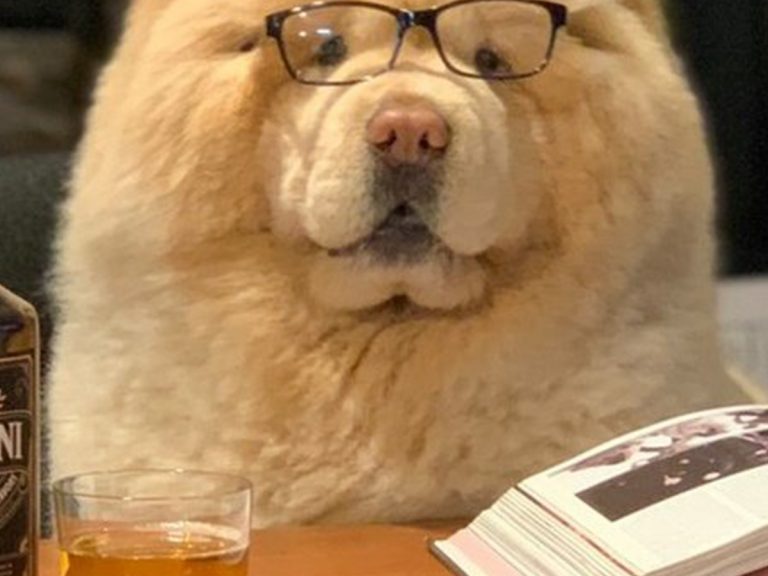Chow chow dog wows Japanese Twitter with his distinguished ‘best-selling author’ impression