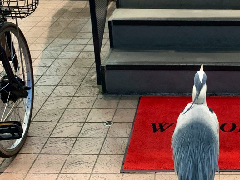 Twitter touched by grey heron’s adorable moral quandary between stores