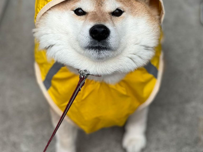 Famously stubborn shiba inu Hana-chan has a lot of opinions about rainy day walks