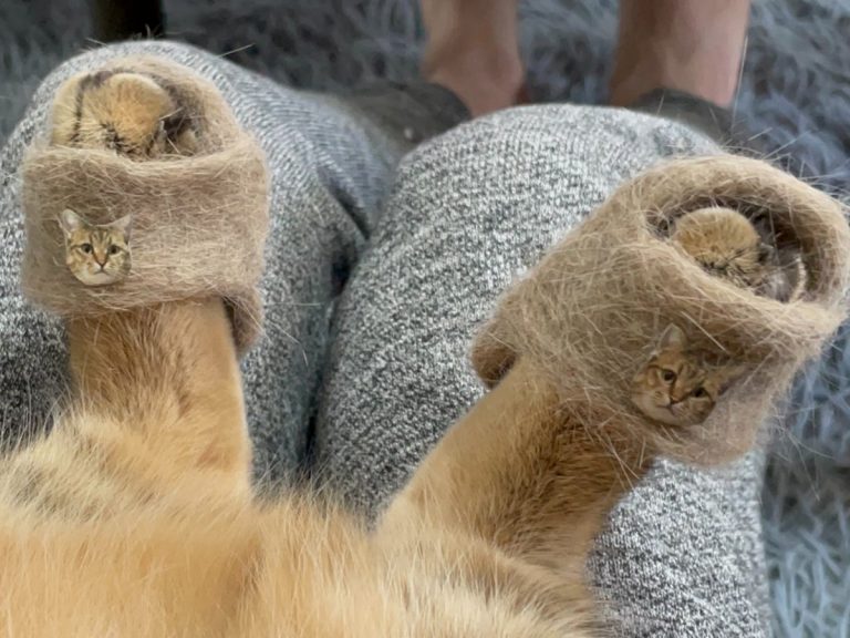 Owner turns their cat’s leftover fur into way too adorable kitty slippers